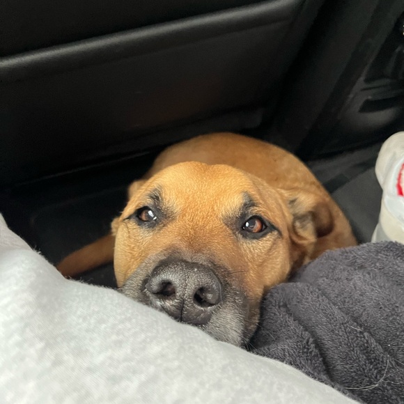 Meet your Posher, Amelia - Picture 1 of 1